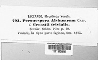 Peronospora alsinearum image